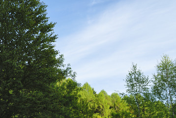 木　空　雲　素材