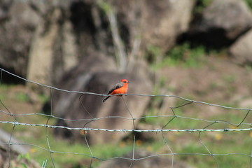 Cardenal