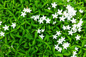 Obraz na płótnie Canvas small white flowers blooming in the garden