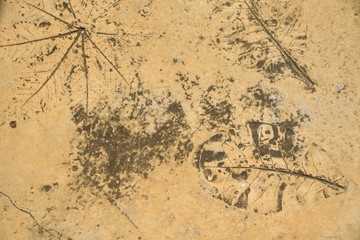Fototapeta premium leaves line in cement on brown background