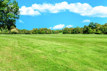 Lawn, trees and path in summer park.