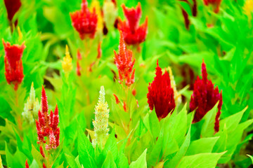 Celosia flower bouquet is bloom in the garden during the summer