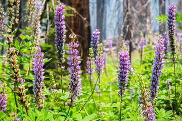 Purple Silver lupine (Lupinus albifrons) wildflowers blooming in the forests of Yosemite National Park, Sierra Nevada mountains, California