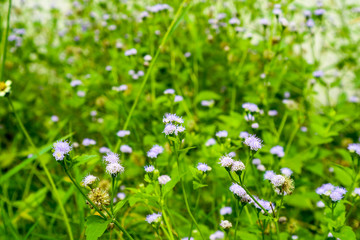 Siam weed, strengthening properties. Relieve fatigue, relieve thirst, relieve fever, cure fever