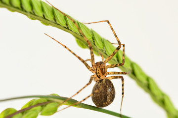 A macro photo of a House Spider (Achaearanea tepidariorum) when it just started making its web