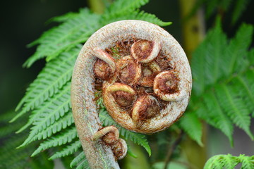 A close-up photo of a new unfurling silver fern frond (Cyathea dealbata). It is also known as koru (Māori word for 