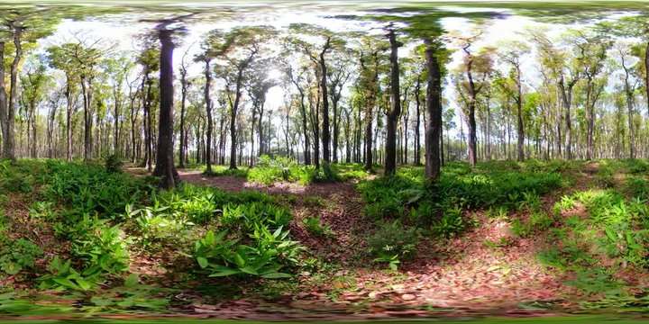vr360 tropical primary forest with large trees. Tropical landscape, forest, green vegetation on a sunny day