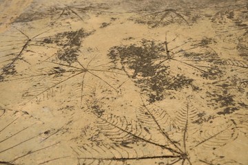 leaves line in cement on brown background