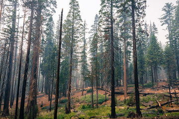 Obraz premium Landscape in a pine trees forest; smoke from Ferguson Fire present in the air; Mariposa Grove; Yosemite National Park, California
