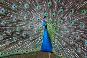 Obraz premium peacock