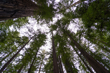 california redwoods