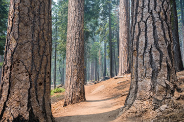 Path winding through a pine forest, Yosemite National Park, Sierra Nevada mountains, California