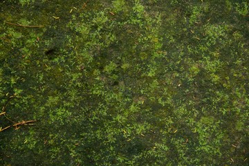 Green moss texture and background on stone