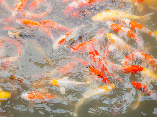 Fancy carp or Koi fish.