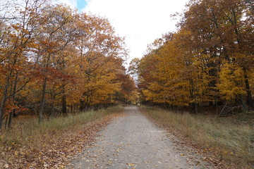 Obraz premium Road in woods in autumn