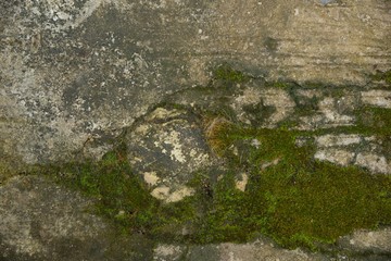 Green moss texture and background on stone