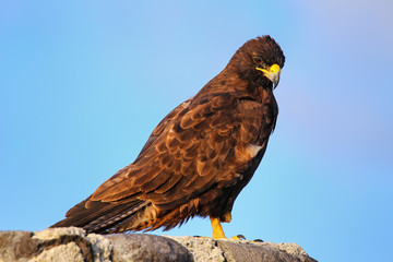 Galapagos hawk on Espanola Island, Galapagos National park, Ecuador