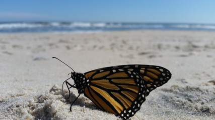 Fototapeta na wymiar Monarch in the Sand