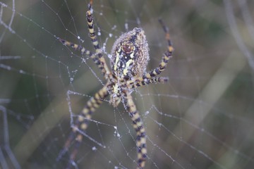Banded Garden Spider. Web. Shiloh Ranch Regional Park in southeast Windsor includes oak woodlands, forests of mixed evergreens, ridges with sweeping views of the Santa Rosa Plain, canyons.