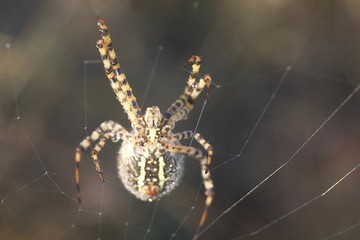 Banded Garden Spider. Web. Shiloh Ranch Regional Park in southeast Windsor includes oak woodlands, forests of mixed evergreens, ridges with sweeping views of the Santa Rosa Plain, canyons.