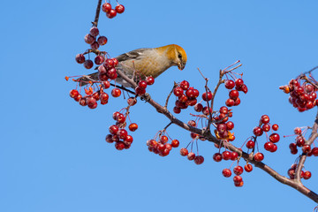 Pine Grosbeak  Female Eating Red Berries in Winter