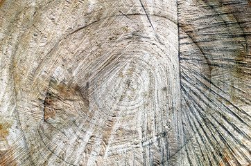background image of old tree cut close-up