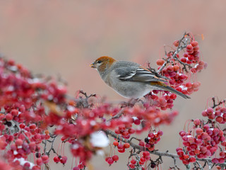 Pine Grosbeak  Female Eating Red Berries in Winter