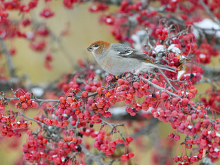 Pine Grosbeak  Female Eating Red Berries in Winter