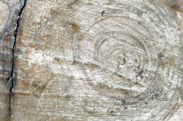 background image of old tree cut close-up