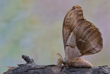 An adult Polyphemus moth (Antheraea polyphemus) on a tree branch with its wings closed together like a butterfly.