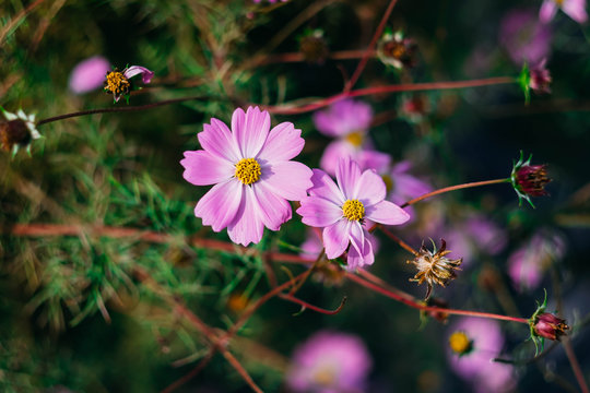 Pink cosmos flower