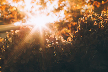 Obraz na płótnie Canvas starburst sun fall foliage