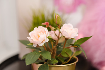 Small flowers in pots. Flowers of delicate color are planted in pots.