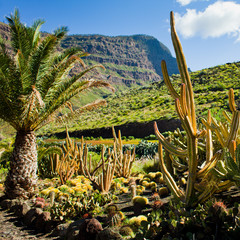 Cactus Landscape, Green Hills, Canary Islands