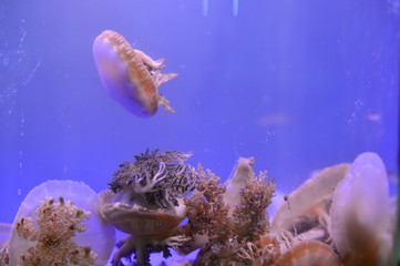 Naklejka premium The beautiful jellyfish