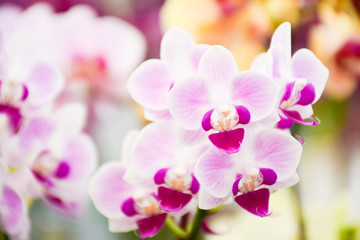 pink Phalaenopsis or Moth dendrobium Orchid flower in winter or spring day tropical garden Floral...