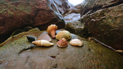 shells on bay rocks beach 