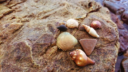 shells on bay rocks beach 