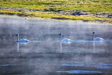 Trumpeter swans swimming in the river on a foggy morning, Yellowstone National Park, Wyoming