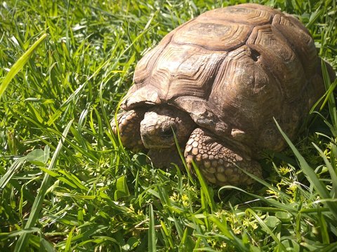 Tortuga