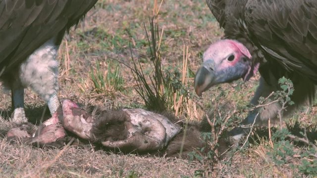 Two Huge Lappet Faced Vulture tearing dead skin and eating the flesh
