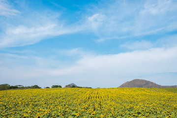 Field of sunflowers in Pak Chong district,Nakhon Ratchasima Province,northeastern Thailand.