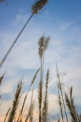 Obraz premium Imperata cylindrica (cogon grass) blowing in the wind,with sunset sky in the background