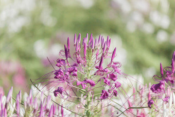 Beautiful multicolored Cleome hassleriana(Spider flowers or pink queen)
