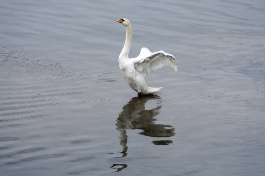 Swan spreading and flapping its wings with reflection in rippling water