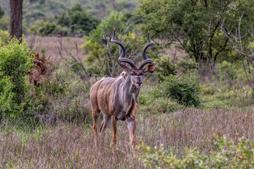 Naklejka na ściany i meble Greater Male Kudu