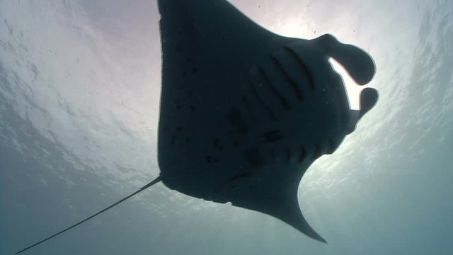 Manta Ray feeding in blue water