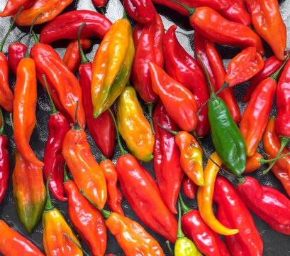 Peruvian hot pepper called Limo Pepper.