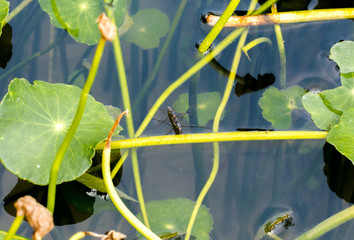 Water striders mating in lotus pond at urban park, Bangkok