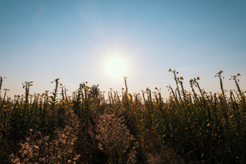 Uncultivated field in the Lomellina countryside at sunset full of yellow flowers